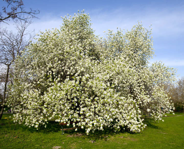 Blühender Baum