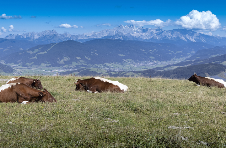 Kühe ruhen auf der Alm