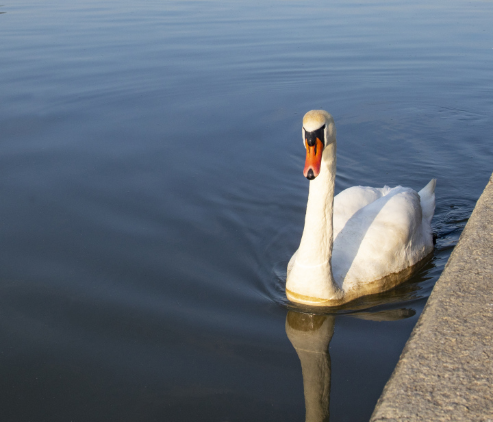 Schwan auf dem Wasser