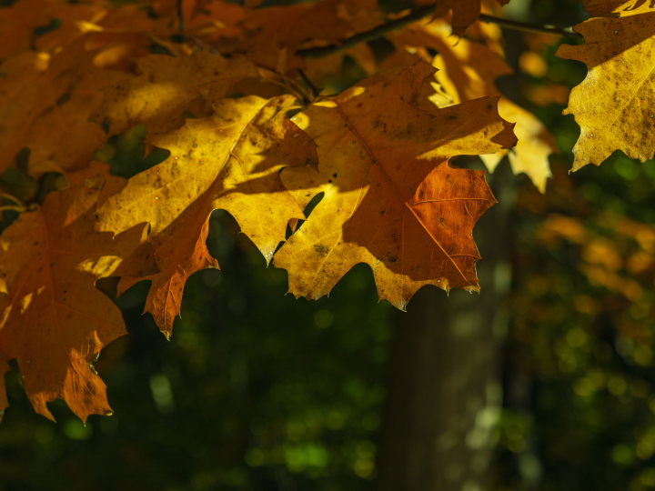 Herbstlaub auf Eiche