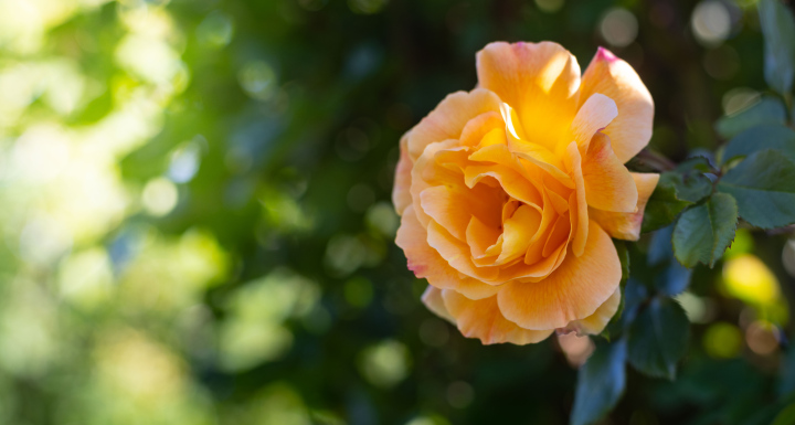 Orangefarbene Rosenblüte in der Sonne