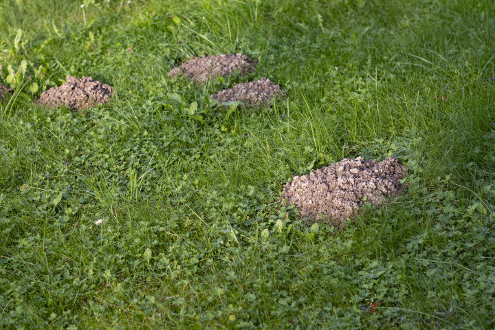 Maulwurf Maulwurf auf dem Rasen