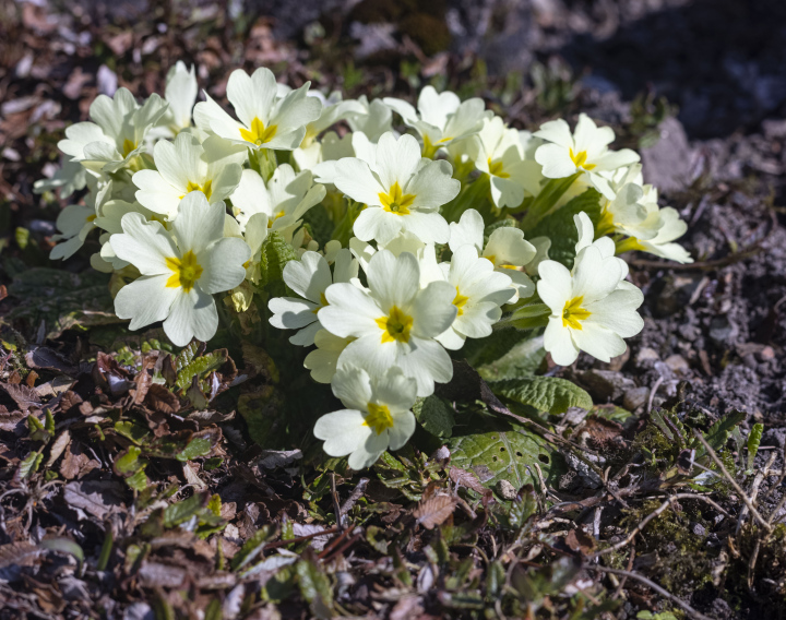 Primelstiellose, leuchtende Blüten.