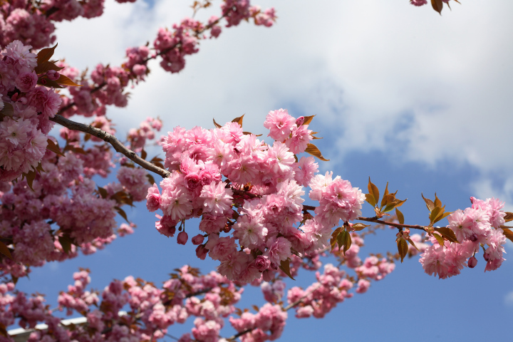 Japanische Kirsche