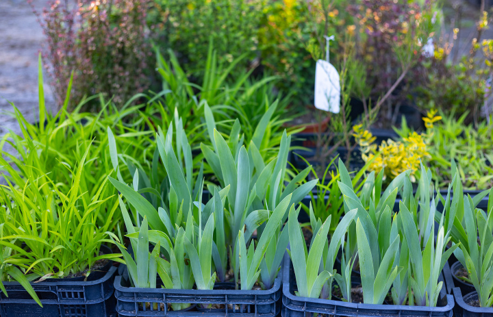 Zierpflanzengärtnerei