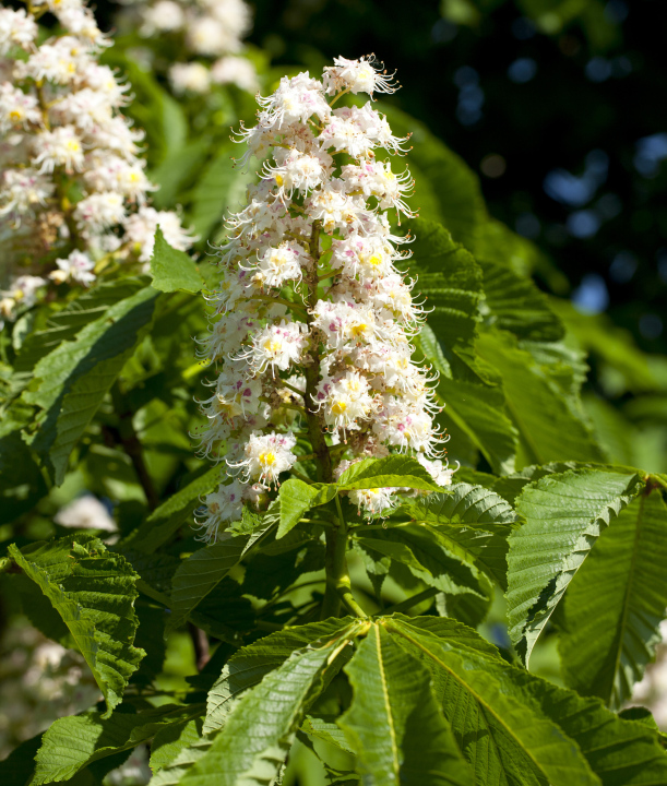 Blühender Kastanienbaum