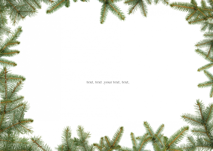 Fichtenzweige auf weißem Hintergrund