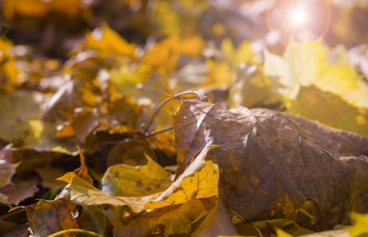 Herbst, bunte Blätter, Sonnenstrahlen
