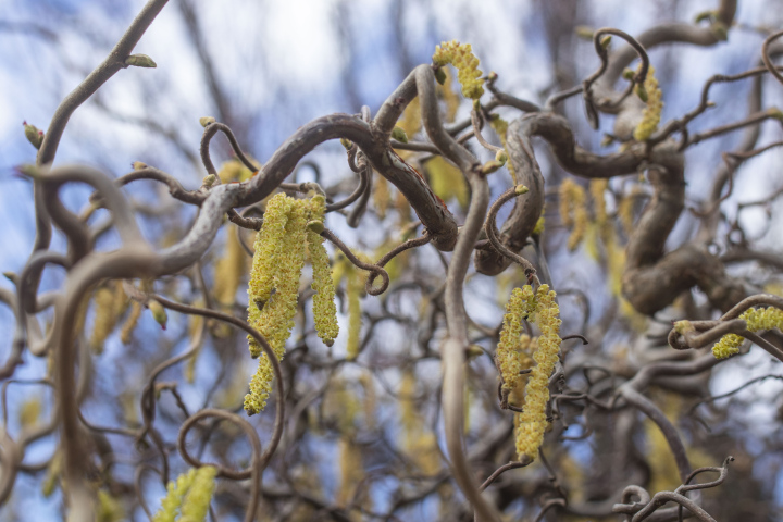 Haselpollen auf Zweigen