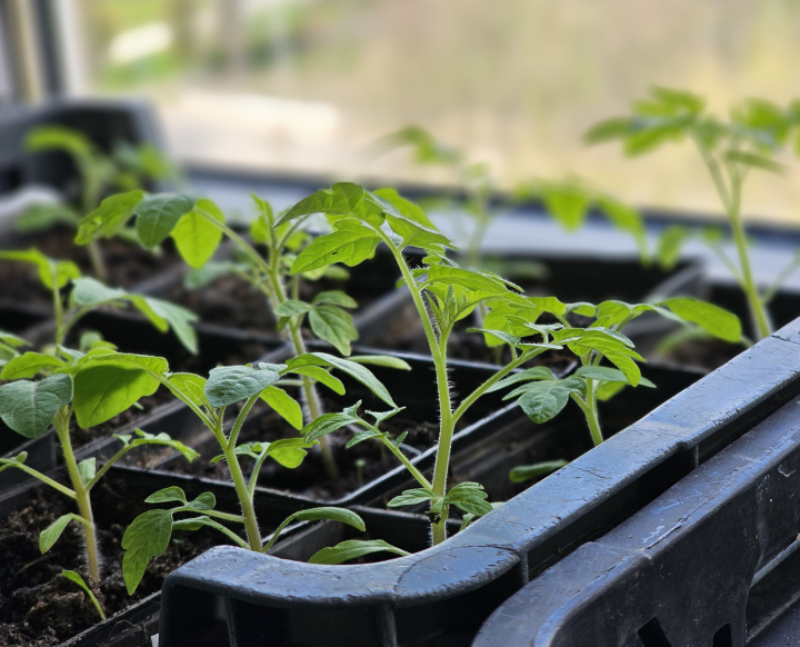 Tomatensetzlinge und Setzlinge