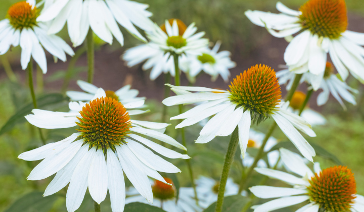 Weiße Gänseblümchen, Blumen, Vintage