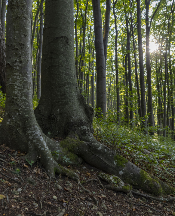 Baumstämme, Laubwald, Sonne