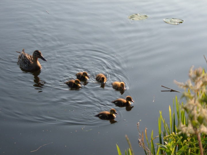 Ente mit Jungen