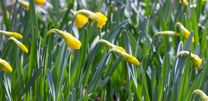 Blühende Narzissen im Garten
