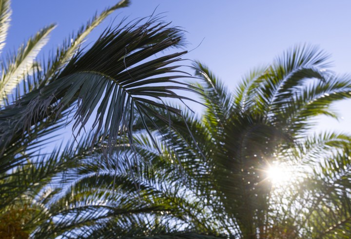 Sonnenstrahlen über Palmblättern