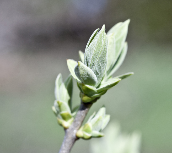 Frühlingsknospen an Büschen