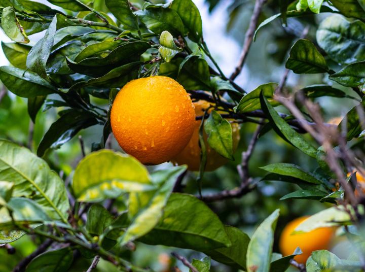 Zitrusfrüchte am Baum