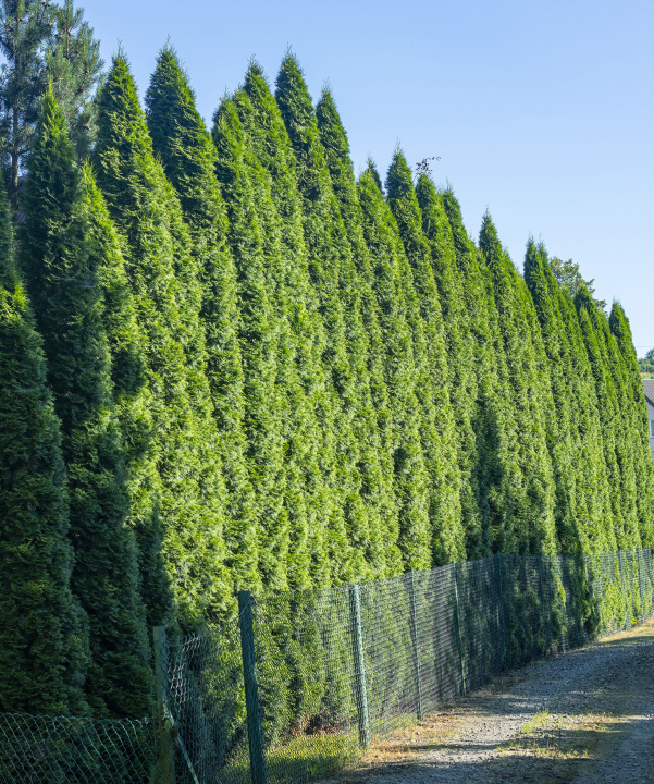 Großer Thuja in einer Reihe