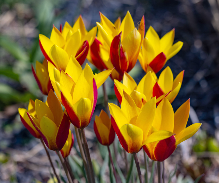 Blühende Goldstuck-Tulpen