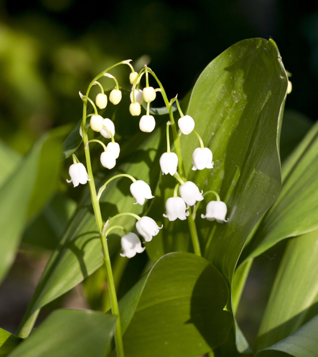 Maiglöckchen im Wald