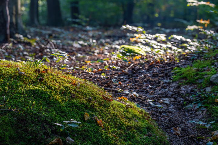 Abfall im Wald, Moos