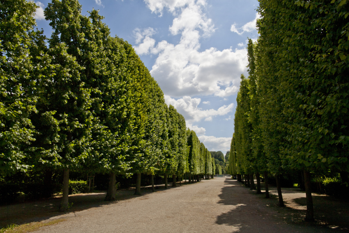 Szpalery Bäume in Schönbrunn