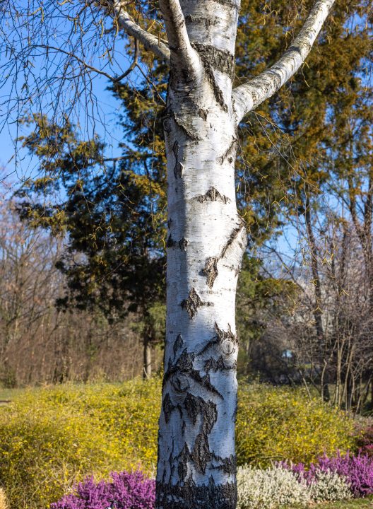 Birke im Park. Weißer Stamm.