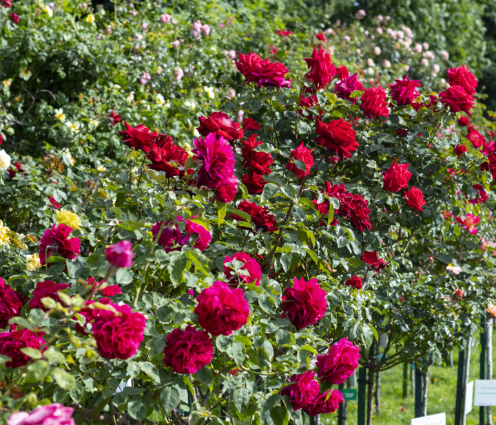 Garten mit verschiedenen Rosensorten