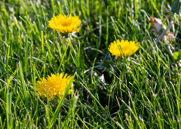 Gelber Löwenzahn im Gras