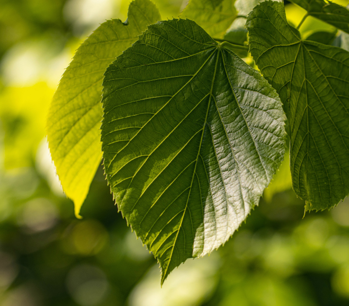 Grüne Blätter am Baum