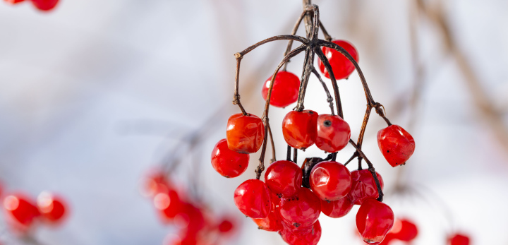 Rote Frucht am Strauch, Winter, Vogelfutter