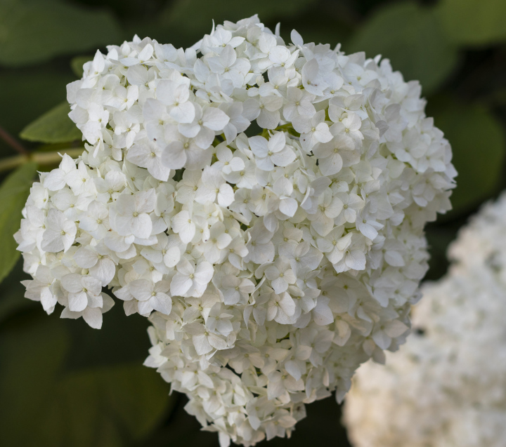 Weiße Hortensie