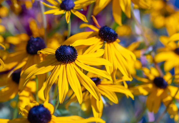 Gelbe Rudbeckia