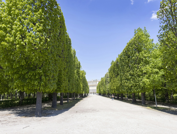 Baumgassen in den Schönbrunner Schlossgärten