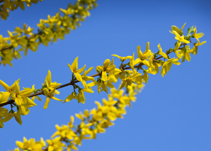 Ein Zweig von Forsythia