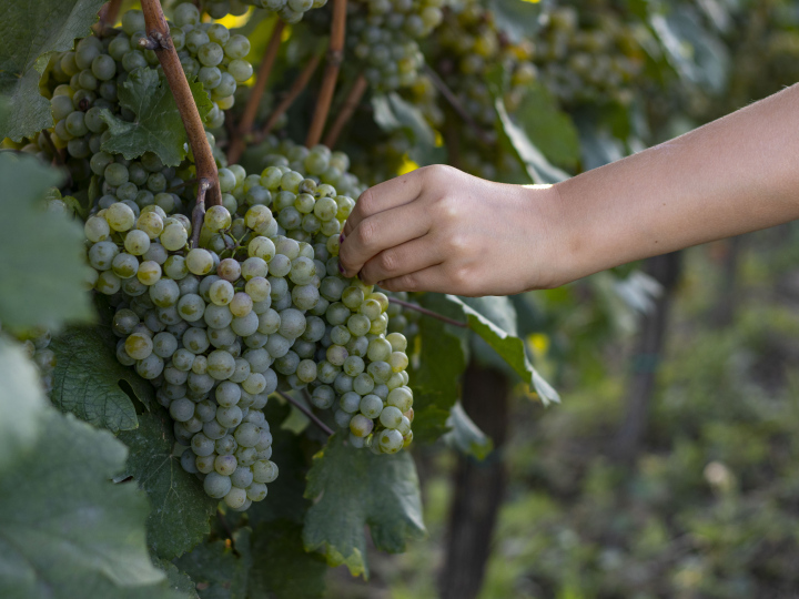 Trauben pflücken in einem Weinberg