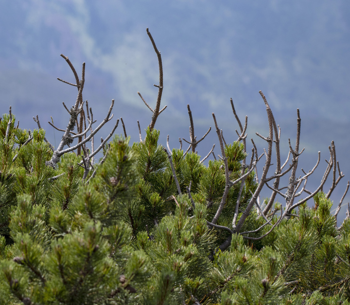 Knabberte Zweige einer Zwergkiefer in den Bergen