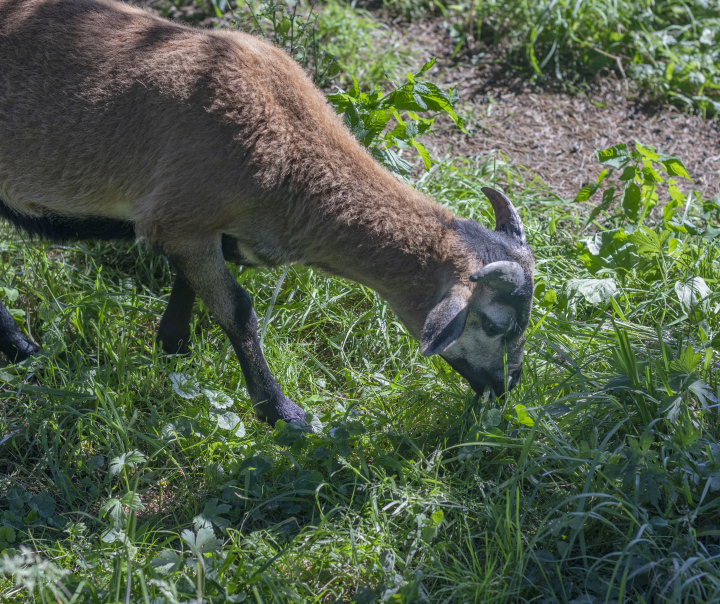 Braune Schafe auf der Weide