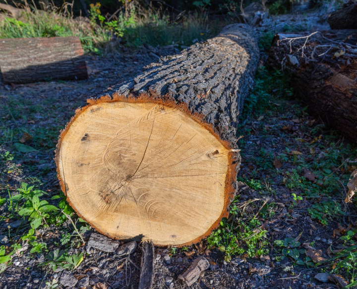 Gefällter Baum. Baumstamm.