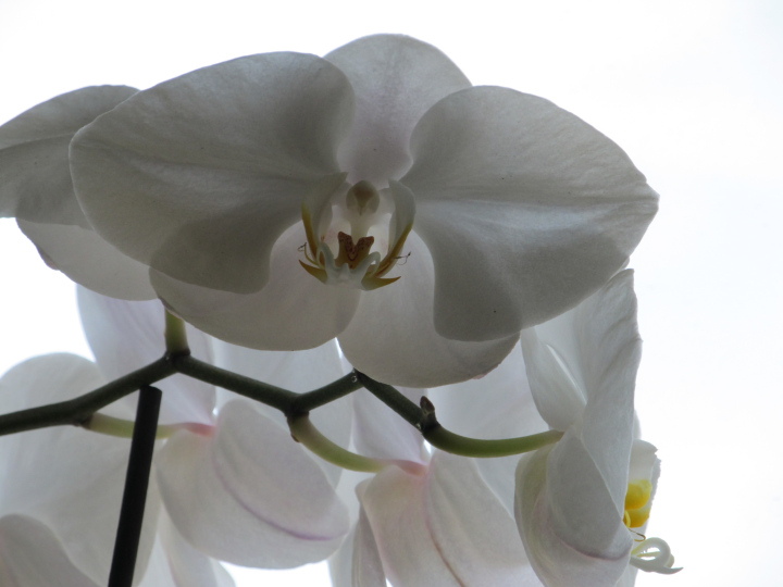 Orchidee