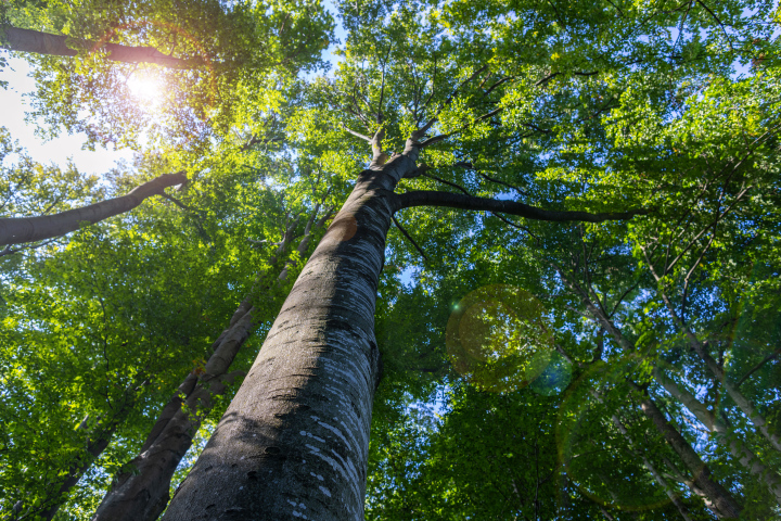 Hohe Stämme von Laubbäumen