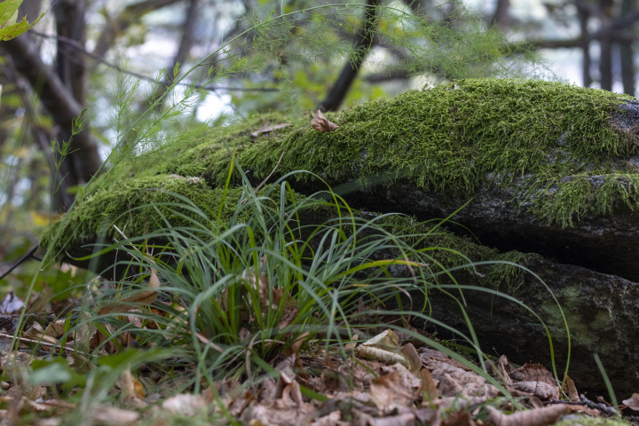 Waldbettwäsche