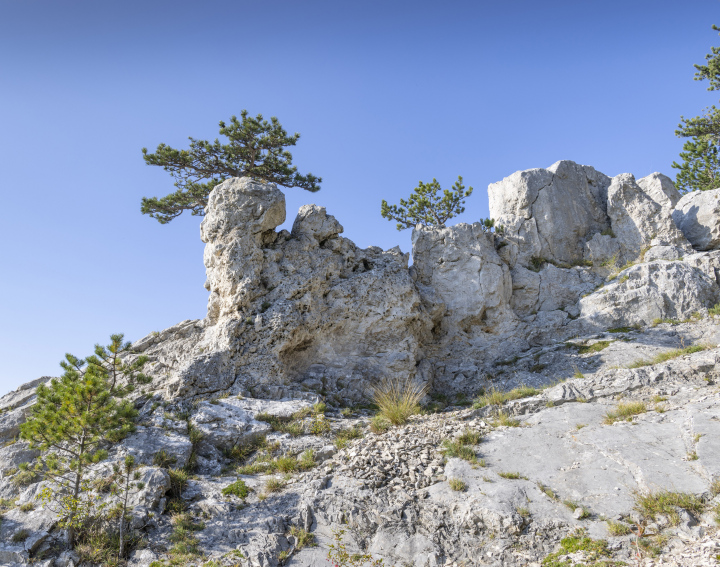 Kalksteinfelsen und kleine Nadelbäume