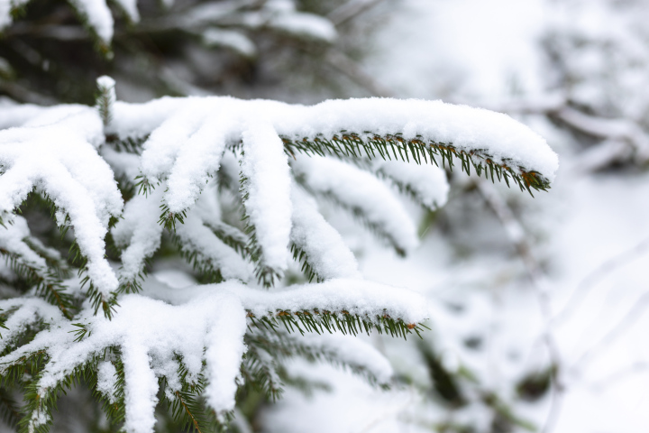 Schnee hat Fichtenzweige