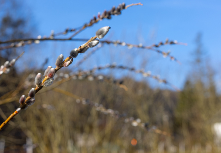 Weidenblüten im Frühling