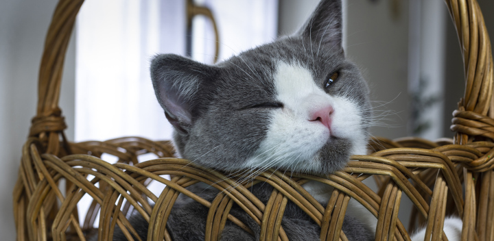 Schlafende Katze im Korb