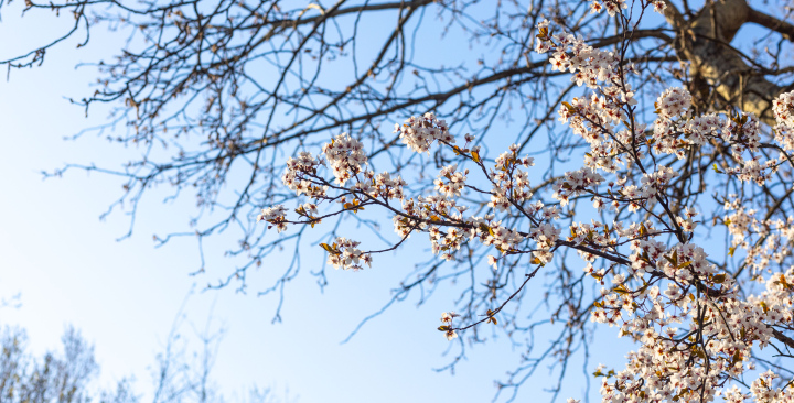 Frühlingsblumen auf den Ästen, Frühling im Park.