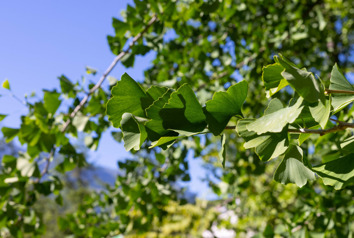 Ginkgo, Blätter am Baum stockfoto