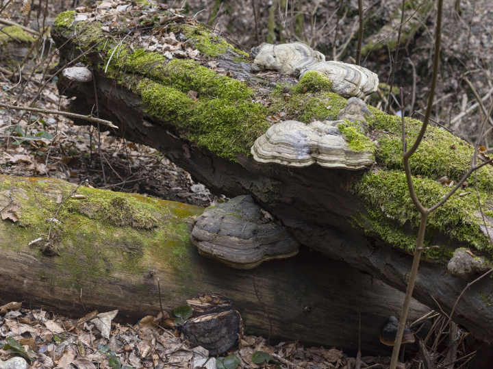 Verfallende Baumstämme im Wald