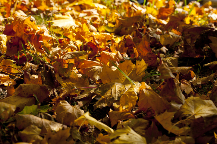 Herbstblätter